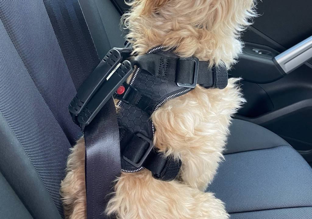 A happy dog sits securely in a crash-tested harness attached to a car seatbelt, ready for a safe road trip in Spain