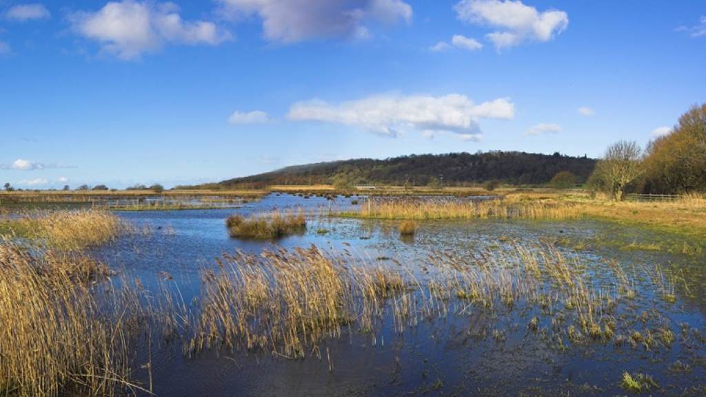 Leighton Moss